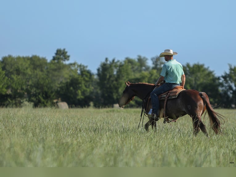 American Quarter Horse Klacz 7 lat 150 cm Cisawa in Kingston