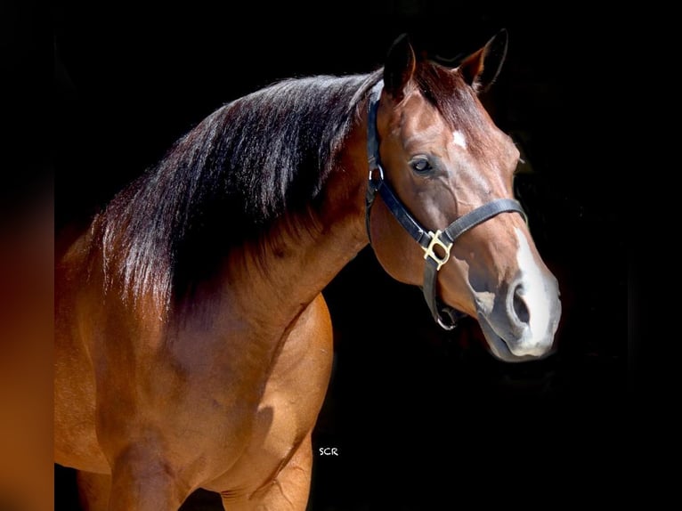American Quarter Horse Klacz 7 lat 150 cm Gniada in Valley View, TX