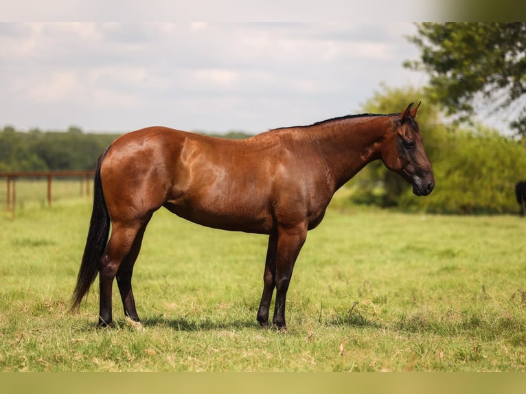 American Quarter Horse Klacz 7 lat 150 cm Gniada in Canton TX