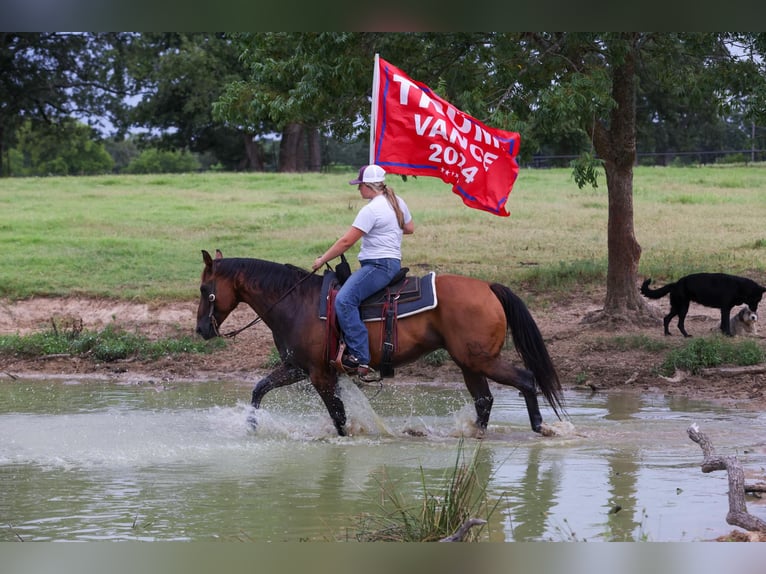 American Quarter Horse Klacz 7 lat 150 cm Gniada in Canton TX