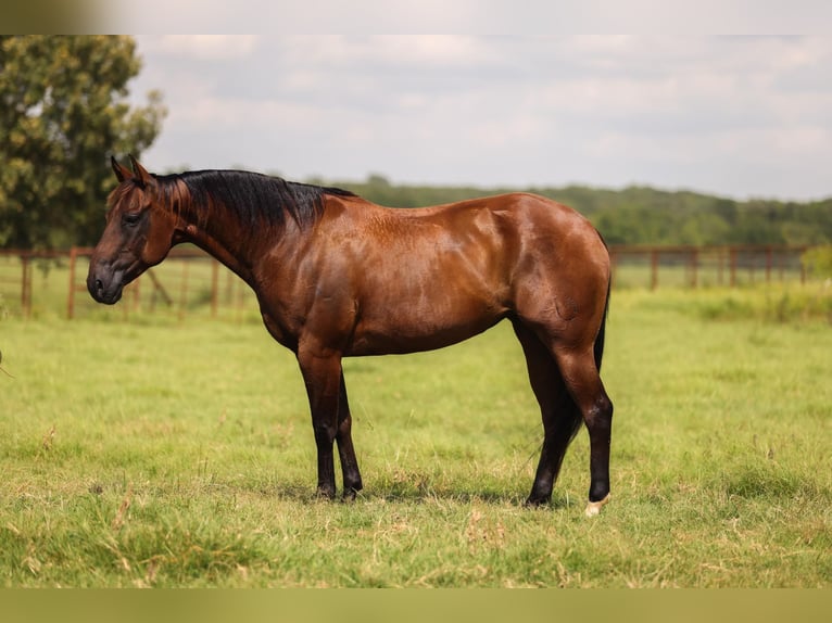 American Quarter Horse Klacz 7 lat 150 cm Gniada in Canton TX