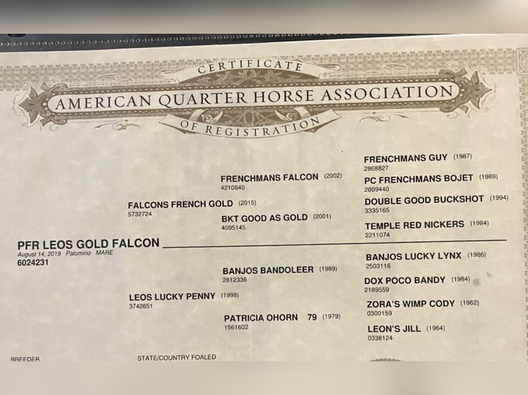 American Quarter Horse Klacz 7 lat 150 cm Izabelowata in King City