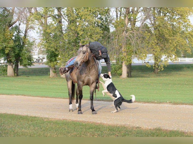 American Quarter Horse Klacz 7 lat 150 cm Jelenia in Cannon Falls
