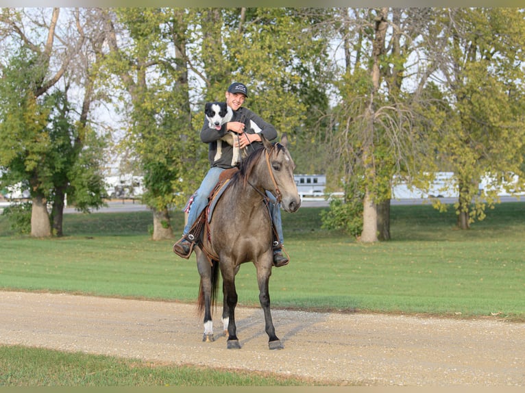 American Quarter Horse Klacz 7 lat 150 cm Jelenia in Cannon Falls