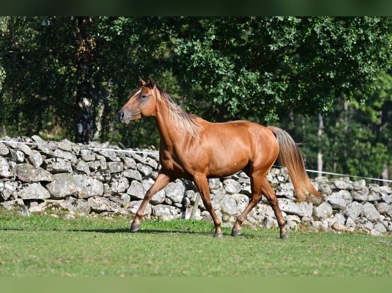 American Quarter Horse Klacz 7 lat 150 cm Perłowa in Jonkoping American Quarter Horse Klacz 7 lat 150 cm Perłowa in Jonkoping