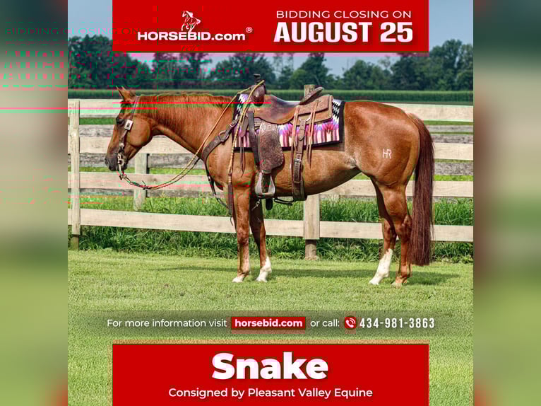 American Quarter Horse Klacz 7 lat 150 cm Rabicano in Sandborn, IN