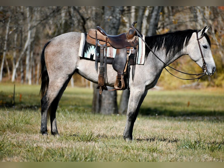 American Quarter Horse Klacz 7 lat 150 cm Siwa jabłkowita in Carlisle KY