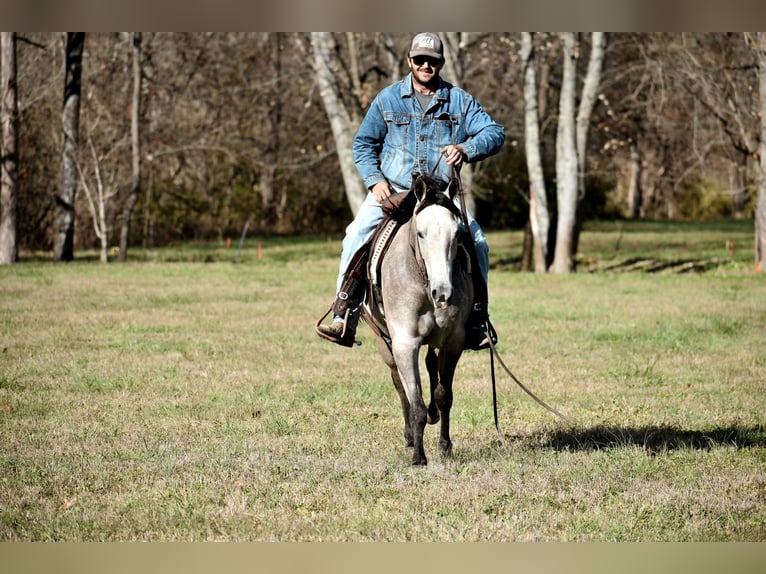 American Quarter Horse Klacz 7 lat 150 cm Siwa jabłkowita in Carlisle KY