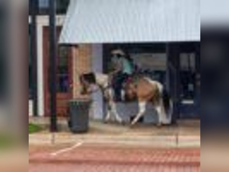 American Quarter Horse Klacz 7 lat 150 cm Tobiano wszelkich maści in Rusk TX