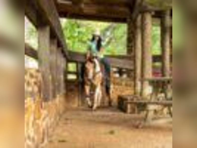 American Quarter Horse Klacz 7 lat 150 cm Tobiano wszelkich maści in Rusk TX
