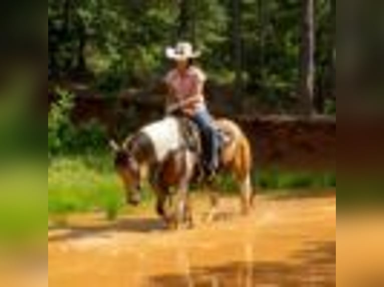 American Quarter Horse Klacz 7 lat 150 cm Tobiano wszelkich maści in Rusk TX