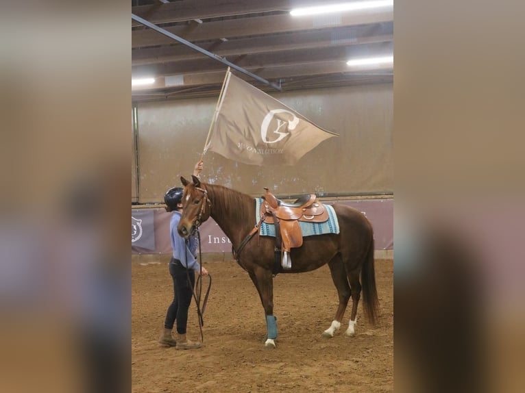 American Quarter Horse Klacz 7 lat 151 cm in Bad Wimpfen