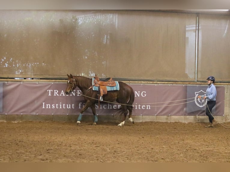 American Quarter Horse Klacz 7 lat 151 cm in Bad Wimpfen