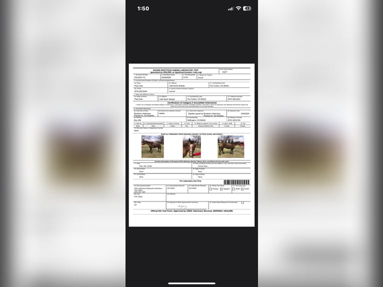 American Quarter Horse Klacz 7 lat 152 cm Bułana in Fort Collins CO