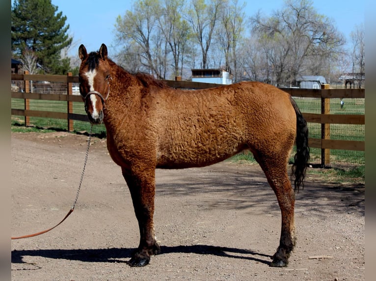 American Quarter Horse Klacz 7 lat 152 cm Bułana in Fort Collins CO