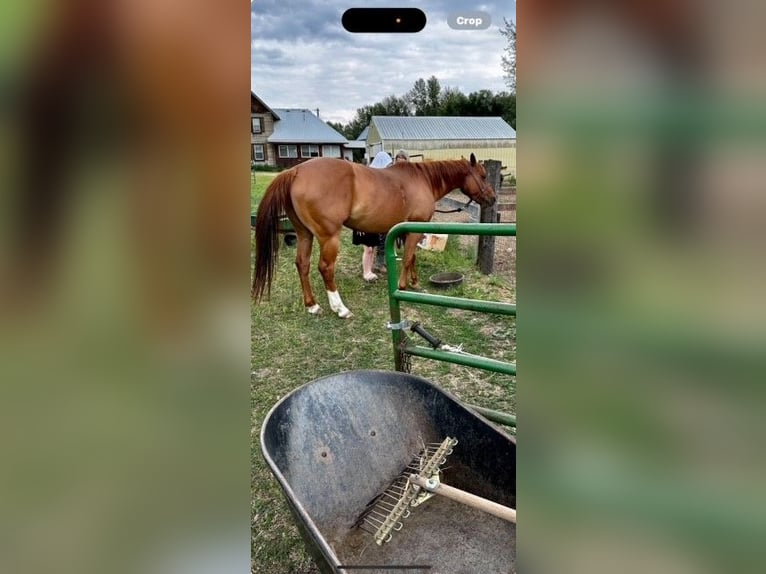 American Quarter Horse Klacz 7 lat 152 cm Bułana in Blanchard Idaho