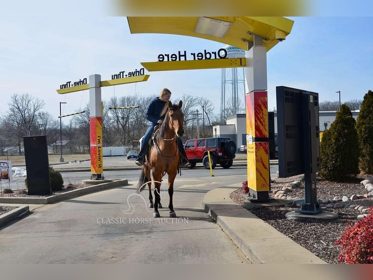 American Quarter Horse Klacz 7 lat 152 cm Bułana in Park Hills, MO