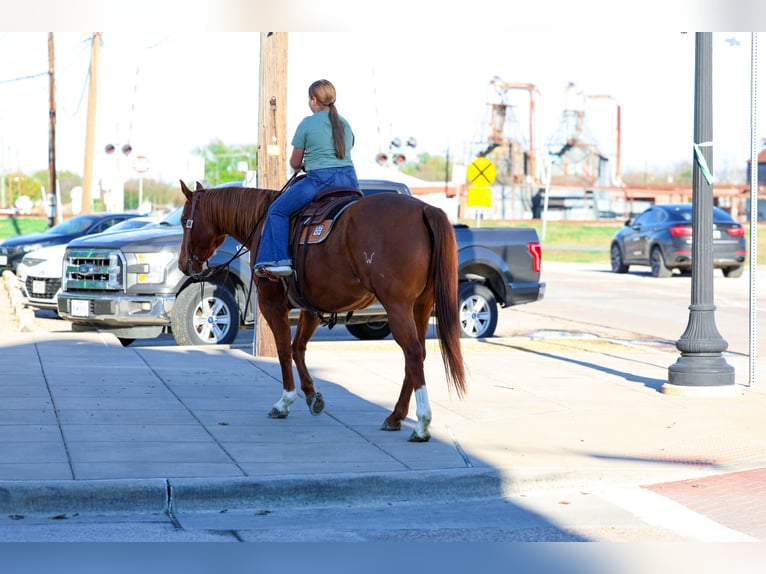 American Quarter Horse Klacz 7 lat 152 cm Cisawa in Forney