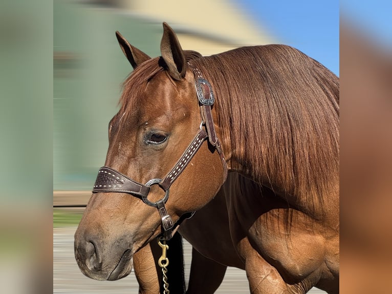 American Quarter Horse Klacz 7 lat 152 cm Cisawa in Staunton