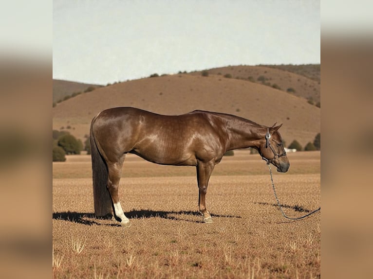 American Quarter Horse Klacz 7 lat 152 cm Cisawa in Staunton