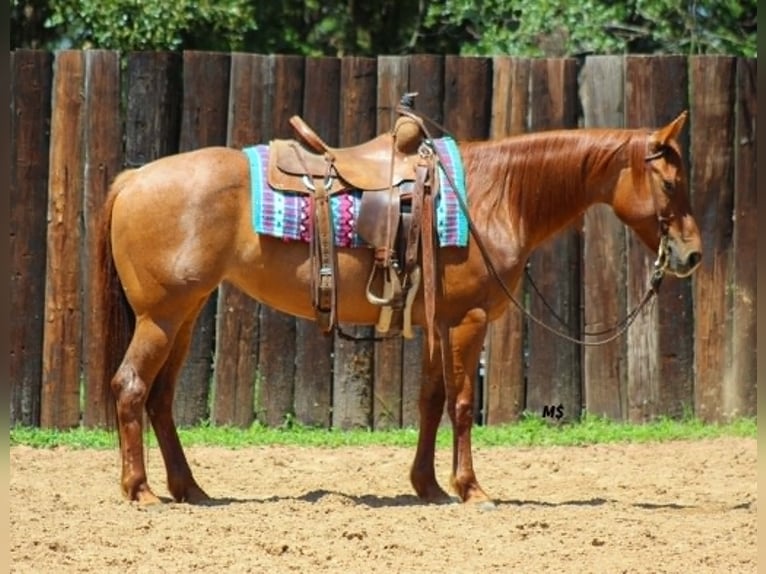 American Quarter Horse Klacz 7 lat 152 cm Cisawa in Whitesboro