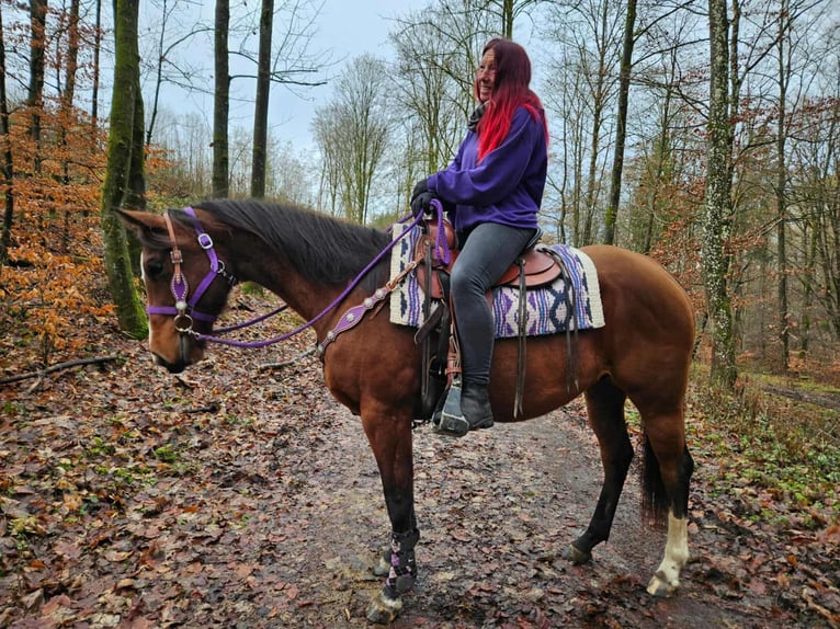 American Quarter Horse Klacz 7 lat 152 cm Gniada in Linkenbach
