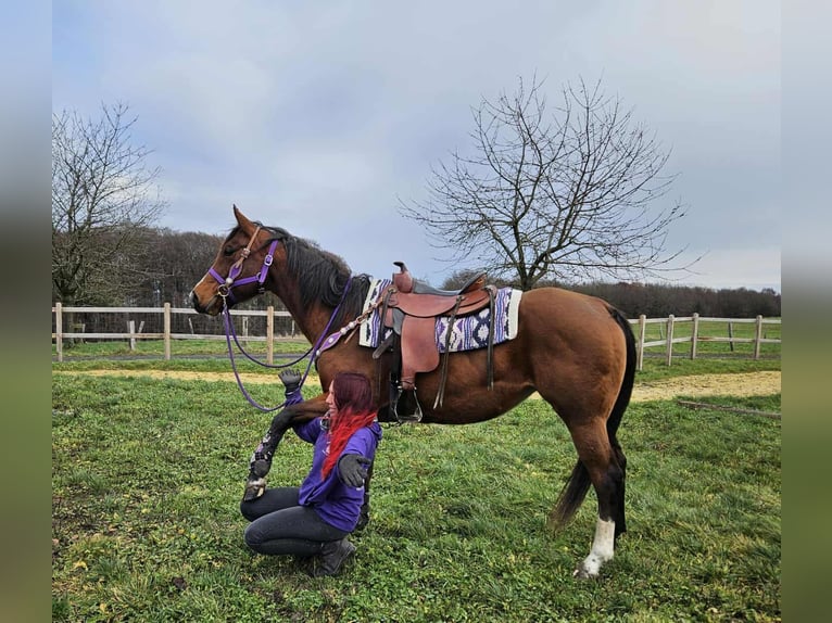American Quarter Horse Klacz 7 lat 152 cm Gniada in Linkenbach
