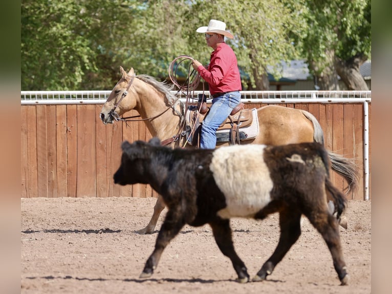 American Quarter Horse Klacz 7 lat 152 cm Izabelowata in Belen