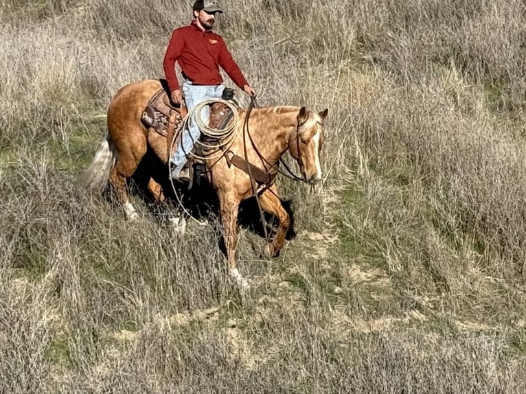 American Quarter Horse Klacz 7 lat 152 cm Izabelowata in PAICINES, CA