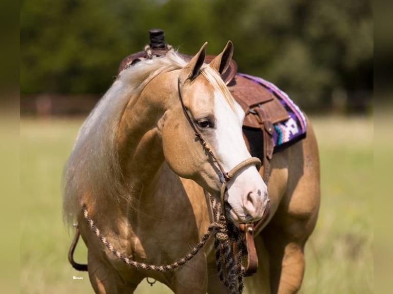 American Quarter Horse Klacz 7 lat 152 cm Izabelowata in Marietta