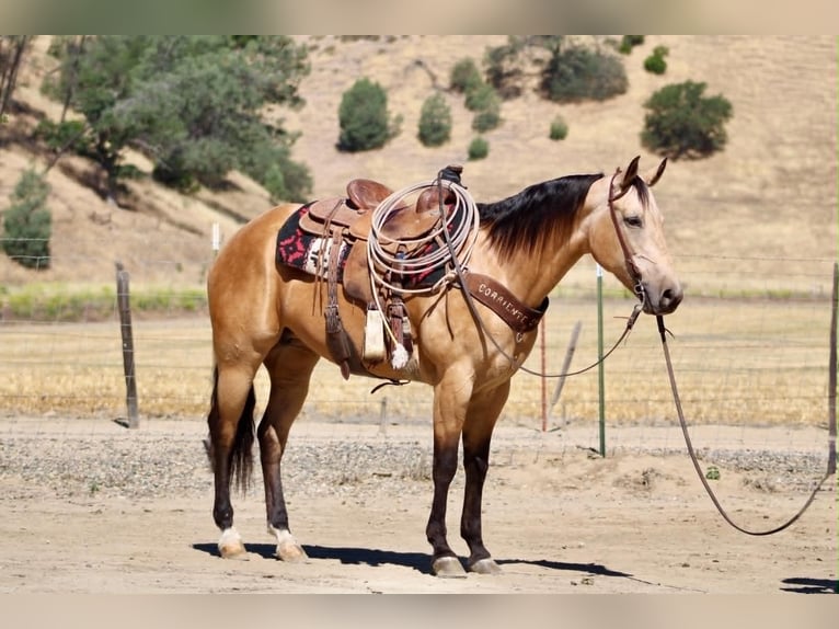 American Quarter Horse Klacz 7 lat 152 cm Jelenia in Tres Pinos
