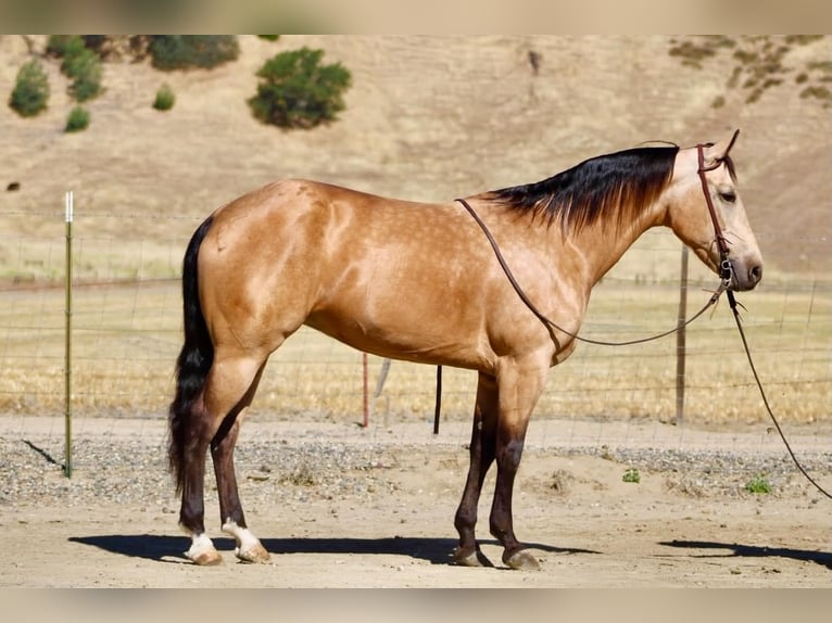 American Quarter Horse Klacz 7 lat 152 cm Jelenia in Tres Pinos