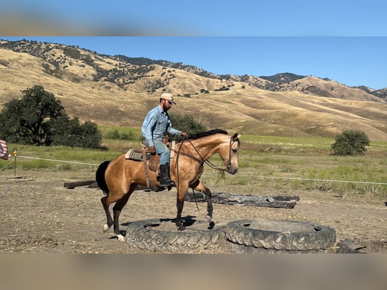 American Quarter Horse Klacz 7 lat 152 cm Jelenia in Tres Pinos