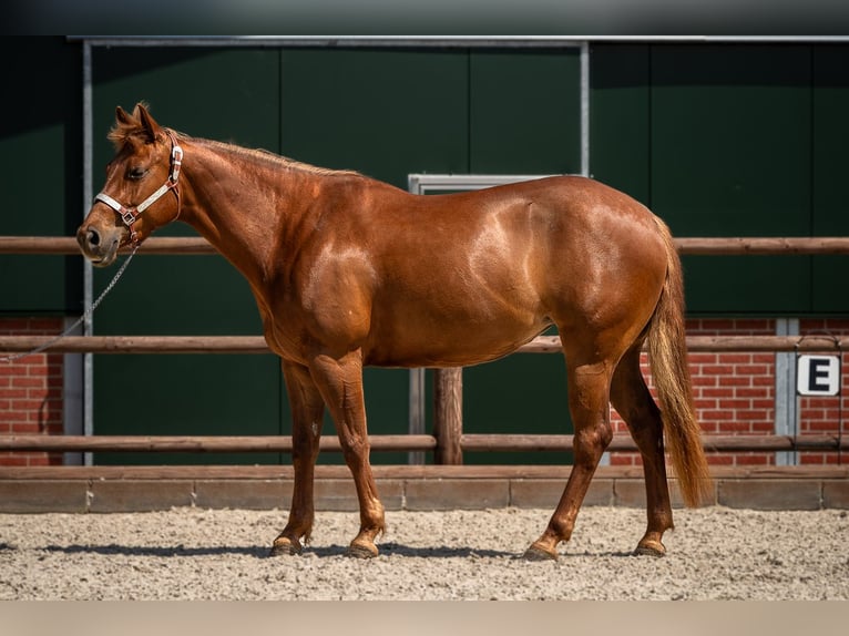 American Quarter Horse Klacz 7 lat 152 cm Kasztanowata in KerpenKerpen