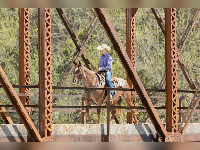 American Quarter Horse Klacz 7 lat 152 cm Kasztanowatodereszowata in Decorah