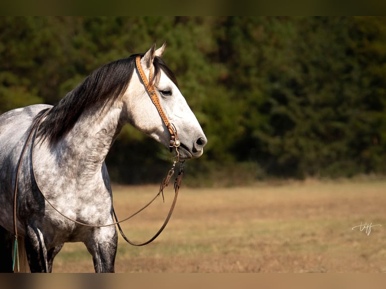 American Quarter Horse Klacz 7 lat 152 cm Siwa jabłkowita in Pomaria SC