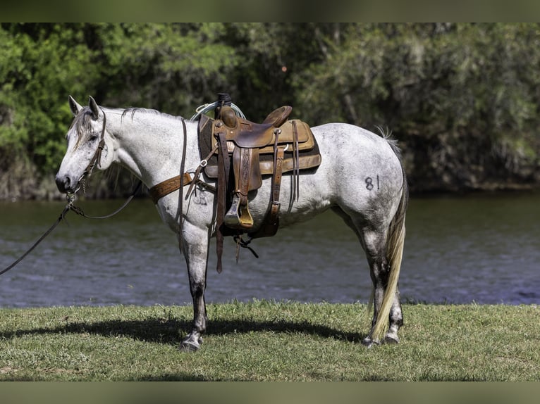 American Quarter Horse Klacz 7 lat 152 cm Siwa in Victoria