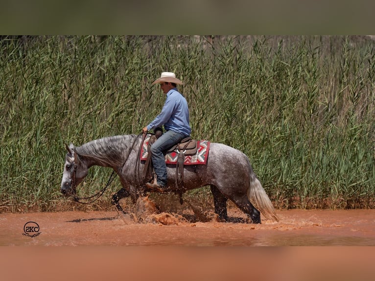 American Quarter Horse Klacz 7 lat 152 cm Siwa in Canyon, TX