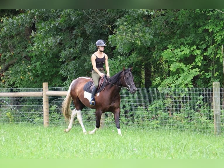 American Quarter Horse Klacz 7 lat 152 cm Tobiano wszelkich maści in Howell MI