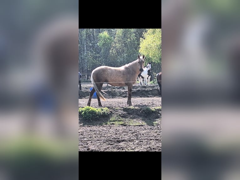 American Quarter Horse Mix Klacz 7 lat 153 cm Izabelowata in Andernach
