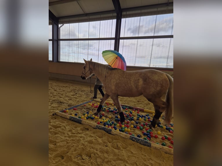 American Quarter Horse Mix Klacz 7 lat 153 cm Izabelowata in Andernach