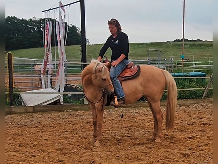American Quarter Horse Klacz 7 lat 154 cm Izabelowata in Alterkülz