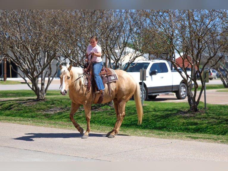 American Quarter Horse Klacz 7 lat 155 cm Izabelowata in Terrell