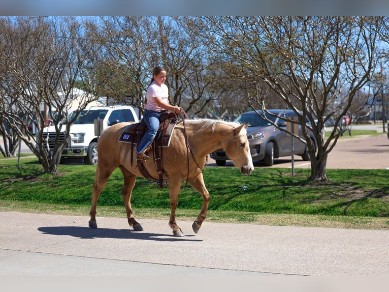 American Quarter Horse Klacz 7 lat 155 cm Izabelowata in Terrell