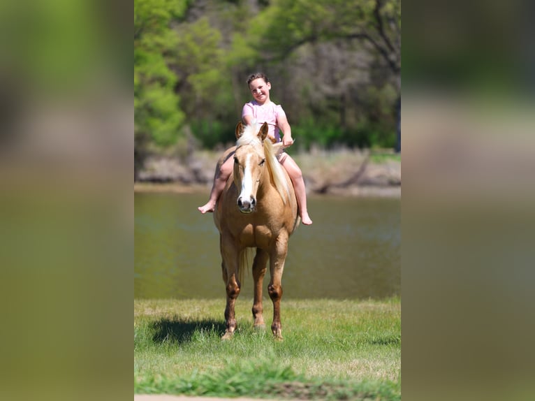 American Quarter Horse Klacz 7 lat 155 cm Izabelowata in Terrell