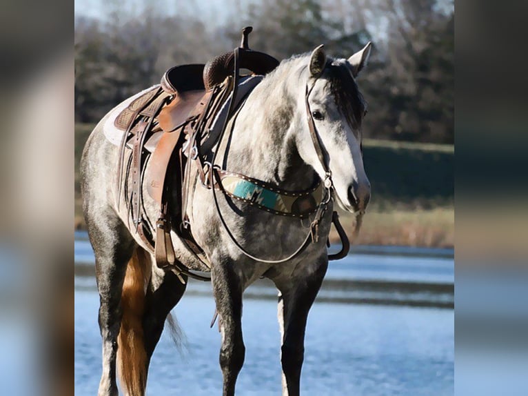 American Quarter Horse Klacz 7 lat 155 cm Siwa in Carlisle, KY