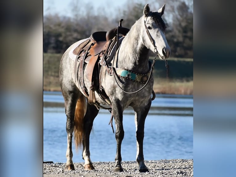 American Quarter Horse Klacz 7 lat 155 cm Siwa in Carlisle, KY