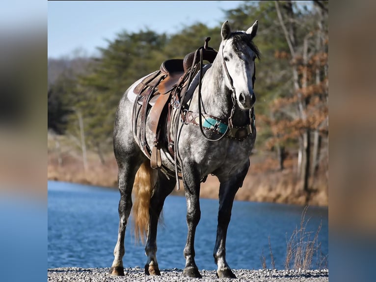 American Quarter Horse Klacz 7 lat 155 cm Siwa in Carlisle, KY