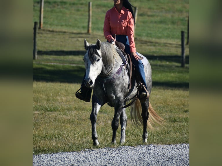 American Quarter Horse Klacz 7 lat 155 cm Siwa in Carlisle, KY