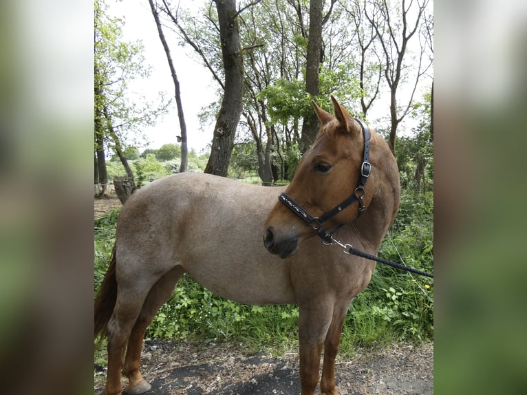 American Quarter Horse Klacz 7 lat 156 cm Kasztanowatodereszowata in Herborn